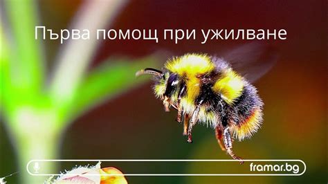 остеохондроза и ужилване от пчели
